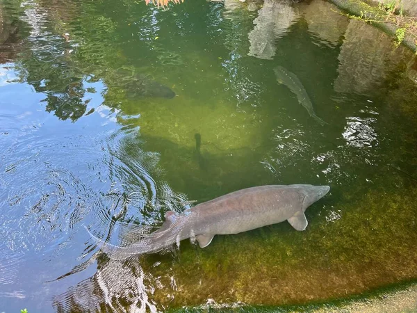 Schöne Störfische Schwimmen Zoologischen Park — Stockfoto