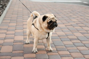 Açık havada tasması olan sevimli bir köpek. Köpek gezdirme