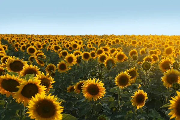 Vacker Utsikt Över Fältet Med Blommande Solrosor Himlen Sommardagen — Stockfoto