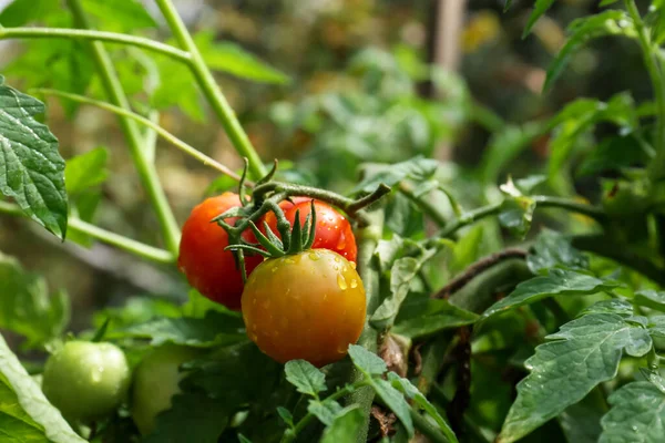 stock image Closeup view of ripening tomatoes in garden