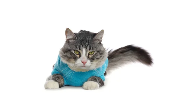 Cute Cat Wearing Stylish Pet Clothes White Background — 图库照片