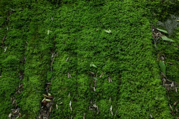 stock image Stone wall overgrown with green moss outdoors, closeup