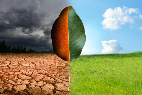 stock image Half dead and alive leaf outdoors. Conceptual photo depicting Earth destroyed by environmental pollution