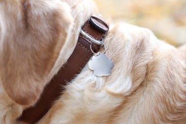 Yakalı köpek, dışarıda metal etiket, yakın plan.