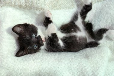 Cute baby kitten lying on cozy blanket