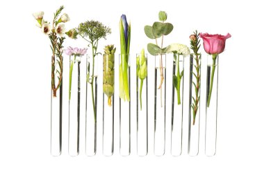 Beyaz arka planda test tüplerindeki farklı bitkiler