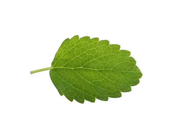 Φύλλο Φρέσκου Πράσινου Βάλσαμου Λεμονιού Απομονωμένο Λευκό — Φωτογραφία Αρχείου