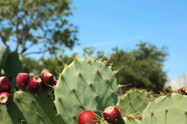 Hermosos Cactus Pera Espinosa Creciendo Aire Libre Día Soleado Primer —  Fotos de Stock