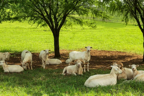 Красива Біла Вівця Зеленій Траві Парку Сафарі — стокове фото