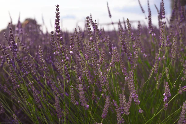 stock image Beautiful blooming lavender plants growing in field, closeup