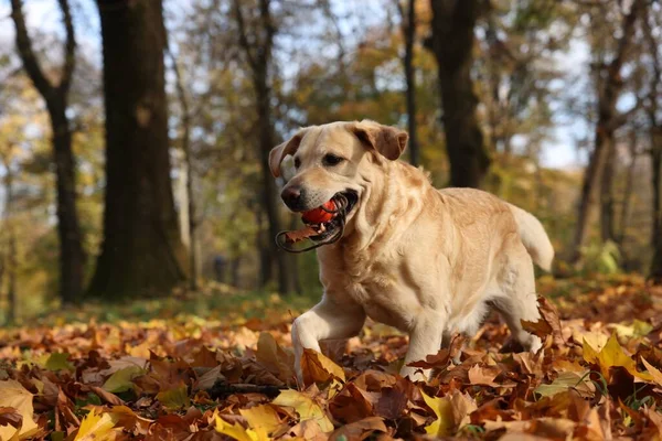 Netter Labrador Retriever Hund Mit Spielzeugball Sonnigen Herbstpark Raum Für — Stockfoto