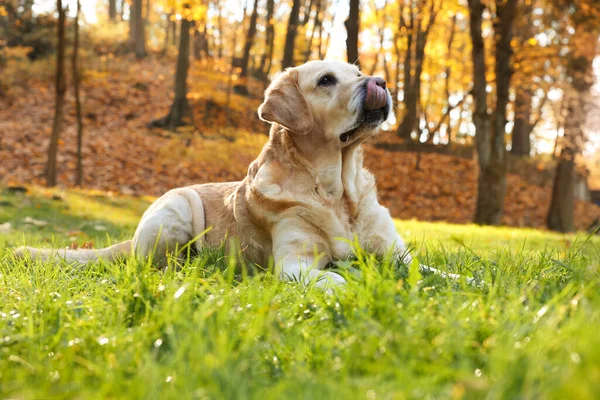 Słodki Pies Labrador Retriever Zielonej Trawie Słonecznym Jesiennym Parku — Zdjęcie stockowe