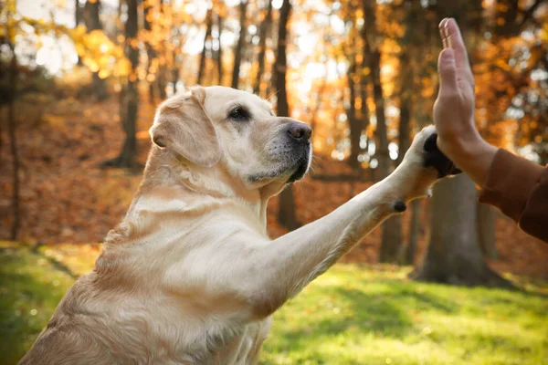 Lindo Perro Labrador Retriever Dando Pata Propietario Soleado Parque Otoño —  Fotos de Stock