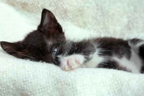 Χαριτωμένο Μικρό Γατάκι Ξαπλωμένο Ζεστή Κουβέρτα Κοντινό Πλάνο — Φωτογραφία Αρχείου