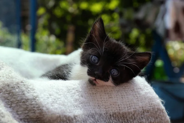 Cute Baby Kitten Lying Cozy Blanket Outdoors Closeup — Stock Photo, Image