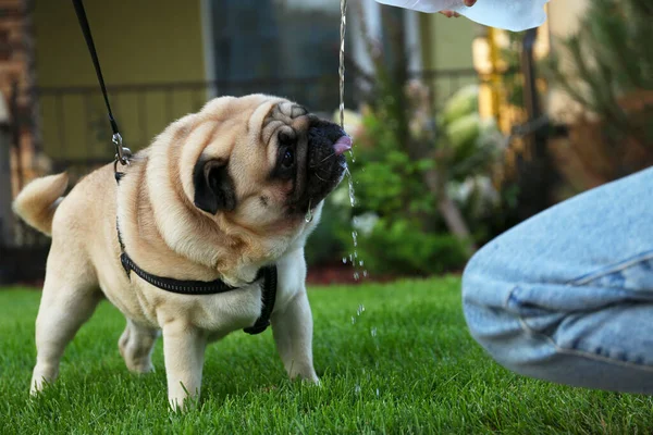 Sahibi açık havada çimenlikte tatlı köpek için şişeden su dolduruyor, yakın plan. Köpek gezdirme