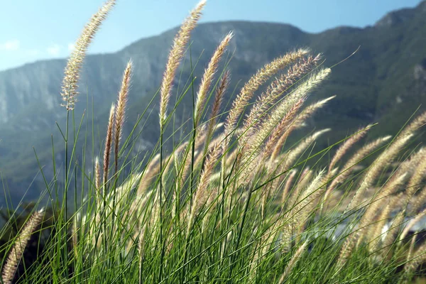 stock image Beautiful plant growing in mountain on sunny day