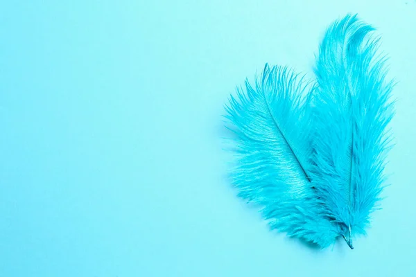 Beautiful Delicate Feathers Light Blue Background Top View Space Text — Fotografia de Stock
