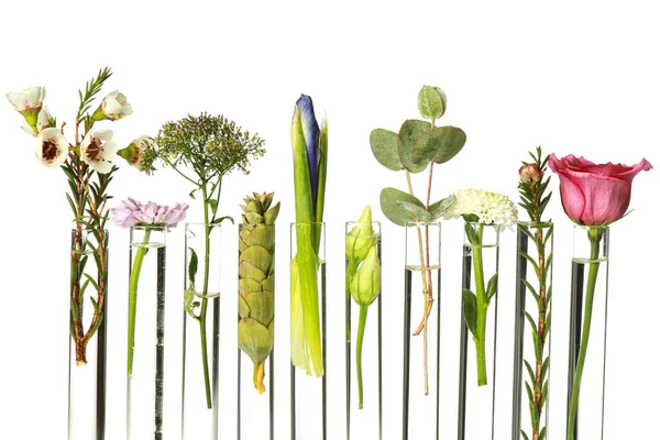 Verschiedene Pflanzen Reagenzgläsern Auf Weißem Hintergrund — Stockfoto