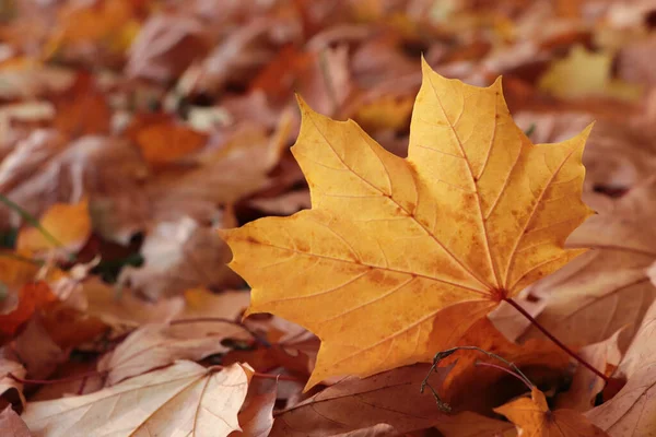 Montón Hermosas Hojas Caídas Aire Libre Día Otoño Primer Plano — Foto de Stock