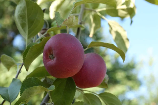 Νωπά Και Ώριμα Μήλα Κλαδί Δέντρου Κοντινό Πλάνο — Φωτογραφία Αρχείου