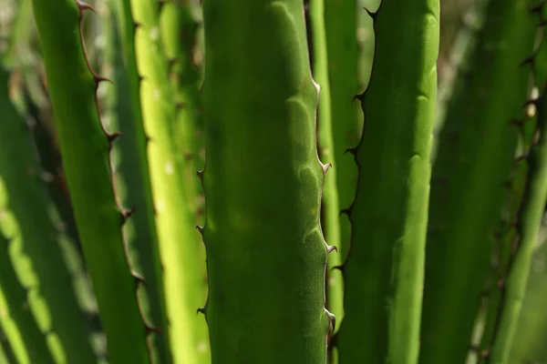 Vista Perto Bela Folha Agave Planta Exótica — Fotografia de Stock