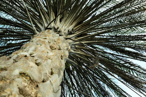 Piękna Palma Przed Błękitnym Niebem Niski Kąt Widzenia — Zdjęcie stockowe