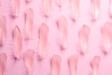 Beautiful feathers on light pink background, flat lay