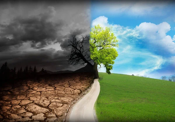 Half Dead Alive Tree Outdoors Conceptual Photo Depicting Earth Destroyed — Stock Photo, Image