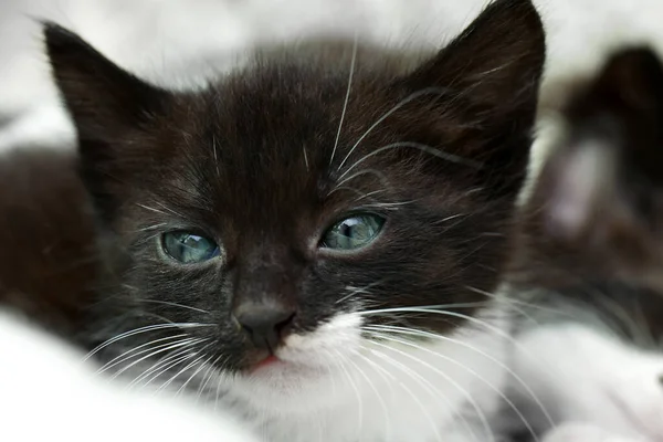 Cute Fluffy Baby Kitten Blurred Background Closeup — ストック写真