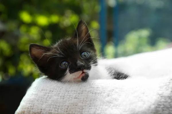 Schattig Baby Kitten Liggend Gezellige Deken Buiten Close — Stockfoto