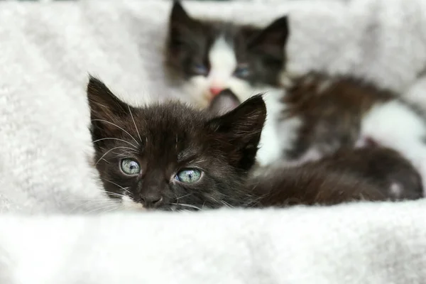 かわいい赤ちゃんの子猫居心地の良い毛布 クローズアップ — ストック写真