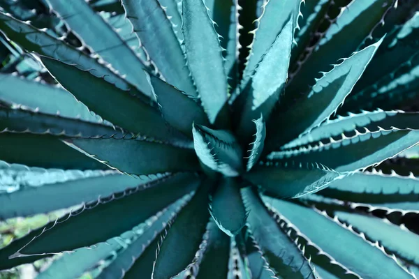 Closeup Άποψη Των Όμορφων Φύλλων Agave Εξωτικό Φυτό — Φωτογραφία Αρχείου