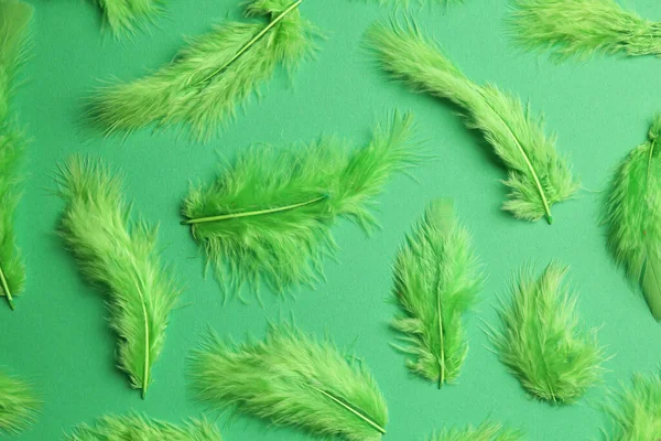 Bright Feathers Green Background Flat Lay — Stock Photo, Image