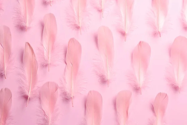 Beautiful Feathers Light Pink Background Flat Lay — ストック写真