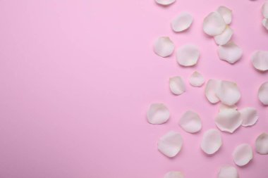 Pembe arka planda güzel beyaz gül yaprakları, düz uzanmış. Metin için boşluk