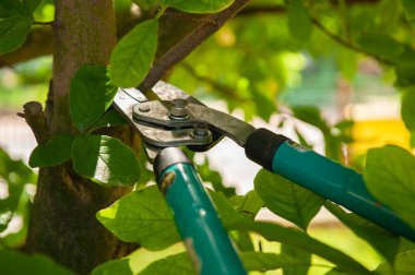 Açık havada secateurs ile budama ağacı. Bahçe aleti