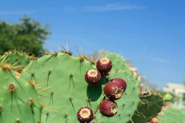 Hermosos Cactus Pera Espinosa Que Crecen Aire Libre Día Soleado —  Fotos de Stock