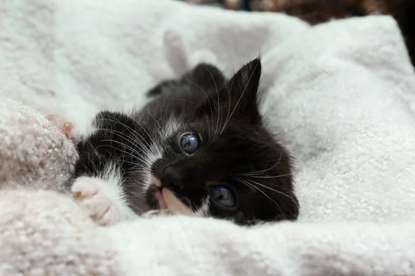 Niedliches Baby Kätzchen Auf Kuscheliger Decke Liegend Nahaufnahme — Stockfoto