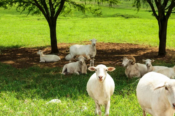 Красива Біла Вівця Зеленій Траві Парку Сафарі — стокове фото