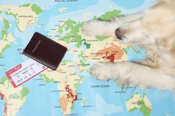 Golden Retriever Deitado Perto Passaporte Bilhete Mapa Mundo Vista Superior — Fotografia de Stock