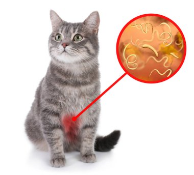 Cute cat and illustration of helminths under microscope on white background. Parasites in animal clipart