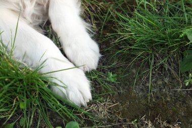 Parktaki yeşil çimlerde yatan köpek, yakın plan. Metin için boşluk