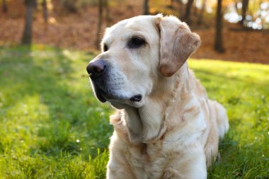 Güneşli sonbahar parkında yeşil çimlerde şirin Labrador Retriever köpeği, yakın plan.