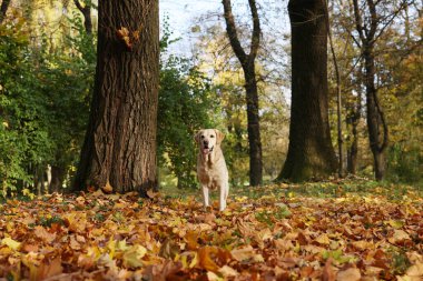 Güneşli sonbahar parkında düşen yaprakların üzerindeki şirin Labrador Retriever köpeği.