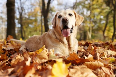 Güneşli sonbahar parkında düşen yaprakların üzerindeki şirin Labrador Retriever köpeği.
