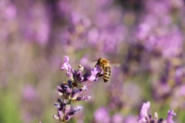 Güneşli bir günde tarlada arı olan güzel lavantanın yakın görüntüsü
