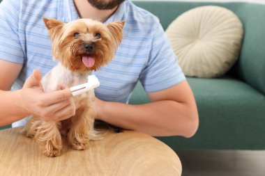 Köpeğin dişlerini ahşap masada fırçalayan adam, yakın plan.