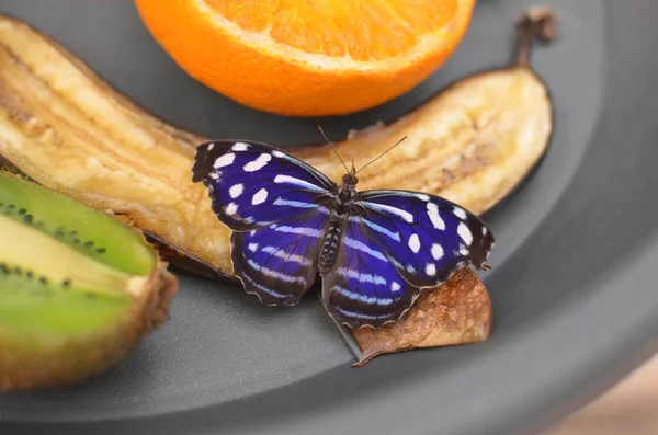 Schöne Blaue Welle Schmetterling Auf Schale Mit Früchten Nahaufnahme — Stockfoto