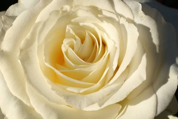 Hermosa Rosa Amarilla Floreciendo Día Soleado Primer Plano — Foto de Stock